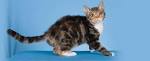 American Wirehair Cat Breed Profile | Petfinder