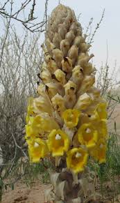 Image result for Alectra parasitica