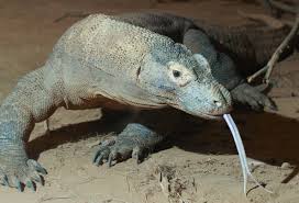 Komodo Dragon Wikipedia