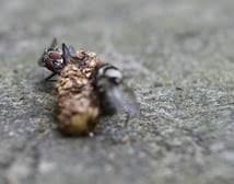Image result for squirrel poop