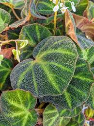 Image result for Begonia scutulum