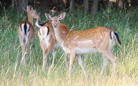 Ce site regroupe l'ensemble des autres femelles et les jeunes faons, qui ne prendront leur indépendance, pour rejoindre la harde des mâles, qu'à partir de 2 ans. Biche Cerf Chevreuil Chevrette Daim Quelles Differences