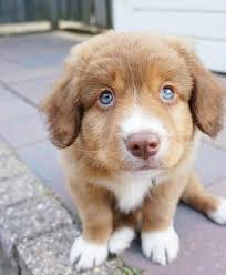 Nova Scotia Duck Tolling Retriever Puppies For Sale Puppy Dog Pictures Funny Dog Faces Baby Dogs