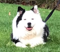 Home puppies for sale large dog breeds. Icelandic Sheepdog Rehoming And Adoption