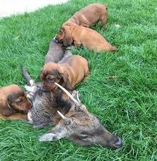 Image result for alpský brakýř jezevčíkovitý