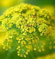 Image result for Anethum