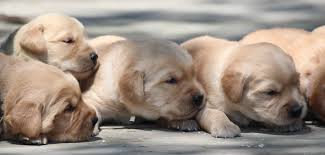 Find local golden retriever puppies for sale and dogs for adoption near you. Field Goldens New England Golden Retriever Puppies Windy Knoll Golden Retrievers