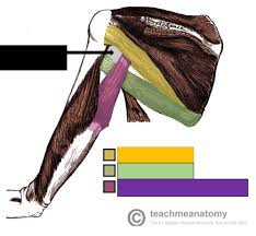 Muscles of the shoulder and arm. Muscles Of The Arm Forearm And Hand Flashcards Quizlet