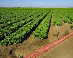 Изображение: Subsurface drip irrigation systems