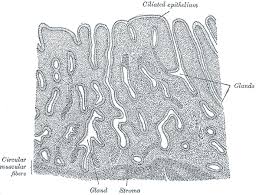 Uterine Gland Wikipedia Tree png images, pictures, download free. uterine gland wikipedia