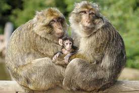 Die hauptattraktion des über 20 hektar großen waldstückes sind knapp 200 berberaffen (macaca sylvana), die sich dort frei bewegen. Affenberg Salem Wirthshof Camping Hotel