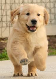Golden Retriever Puppy Running Retriever Puppy Cute Dogs Baby Dogs