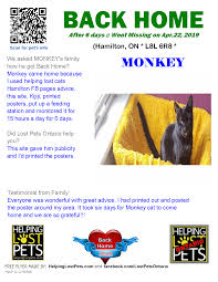 Approval times for free listings may exceed the usual 48 hour maximum wait time and. Lostcat Monkey Hamilton Somerset Lost And Found Pets Of Ontario Facebook