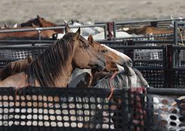 State input stops Sand Wash Basin wild horse roundup early; 632 total  horses removed | SkyHiNews.com