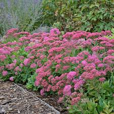 This sedum sports deep burgundy to almost black foliage, and it has a strong upright growth habit. Sedum Carl Walters Gardens Inc