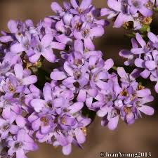 Image result for Selago cecilae