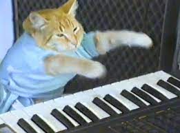 Keyboard Cat Cats Cat Gif Crazy Cats