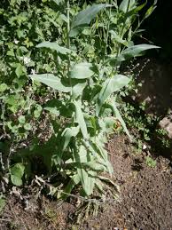 Image result for Turritis