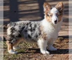 Explore 38 listings for corgi puppies for sale uk at best prices. View Ad Pembroke Welsh Corgi Puppy For Sale Near Oklahoma Luther Usa Adn 178752