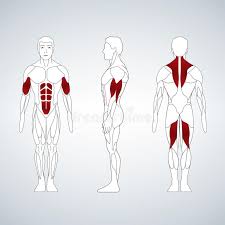 It consists of milk ducts and lobules, which are actually modified sweat glands. Man Body Anatomy Front Back Side Stock Illustrations 147 Man Body Anatomy Front Back Side Stock Illustrations Vectors Clipart Dreamstime