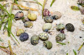 Nerite Salyangozu Akvaryumu Bakimi Ve Uretimi Akvaryum Market
