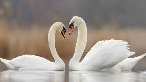 The free official swansea app is designed to heighten the matchday experience for all swans fans. Most Beautiful And Graceful Bird The Swan By Iqrashah Medium