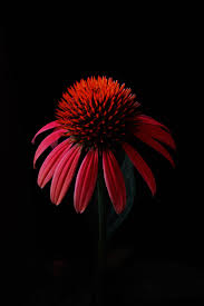 Pin By Debbie Schuster On Flowers On Black Flowers Black Background Flowers Photography Amazing Flowers