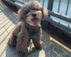 Is based in dayton, ohio and we work with other groups & shelters in ohio, kentucky, and indiana. 7 Best Poodle Breeders In Ohio 2021 We Love Doodles