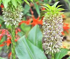 Image result for Eucomis