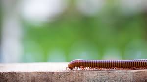 How To Control Millipedes And Centipedes In Your Home