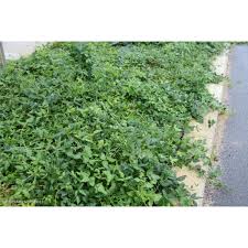 Image result for Hardenbergia comptoniana