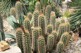 Durante la noche, esta parte de la fotosíntesis cesa, excepto cuando se trata de ciertas suculentas y cactus, que continúan liberando oxígeno durante toda la noche. Caracteristicas De Un Cactus Plantassuculentas Org
