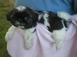 Imperial shihtzu breeder, tiny teacup and imperial shih tzu puppies for sale in louisiana, we breed very small teacup imperial shihtzu to get our we are located in louisiana, but we sell our imperial shihtzu puppies to other states like texas, mississippi, arkansas, california, florida, and. Imperial Shih Tzu Pets And Animals For Sale Texas