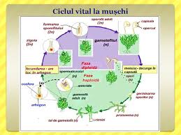 Leguminoasele sunt plante sau fructele plantelor care produc păstăi de semințe, cu semințe atașate la o jumătate din pod. Regnul Plante Online Presentation