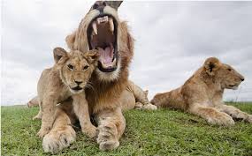 They are the largest cats on the african continent. 5 Fascinating Facts About Lions Lions Facts Facts About Lions