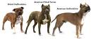 Types Of Pitbulls - The 5 Popular Pit Breeds ⋆ American ...