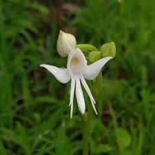 Image result for Habenaria disparilis