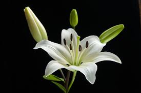 Lilie Foto Bild Pflanzen Pilze Flechten Bluten Kleinpflanzen Iris Und Lilien Bilder Auf Fotocommunity Lilien Beste Blumen Lilien Tattoo