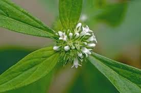 Image result for Spermacoce natalensis