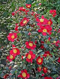 Yuletide Camellia Sasanqua One Of My Absolute Favorite Plants And There Are Two Massive Ones In The New Backya With Images Yuletide Camellia Winter Plants Camellia Plant
