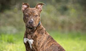 More images for light brindle pitbull » Brindle Pitbull New Owners Guide To This Tiger Striped Dog All Things Dogs All Things Dogs