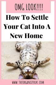 How To Avoid These Mistakes When Moving House With A Cat Moving House Pet Hacks Working Moms