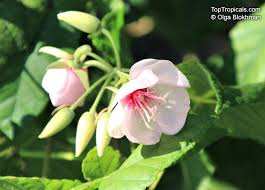 Image result for Dombeya burgessiae