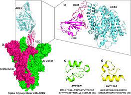 Landesregeln bei einer inzidenz unter 100. Peptide Modelling And Screening Against Human Ace2 And Spike Glycoprotein Rbd Of Sars Cov 2 Springerlink