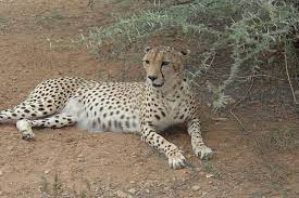 Northeast African Cheetah A J Soemmeringii African Cats Asiatic Cheetah Cheetah