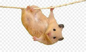 Psd, 5 png, hamsters on transparent background. Hamster Background Png Download 1920 1121 Free Transparent Hamster Png Download Cleanpng Kisspng