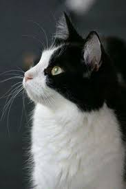 Black And White Tuxedo Cat Breed 40 Attractive Black And White Cat Pictures In 2020 Cute Cats And Kittens Pretty Cats Kittens