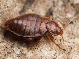 They're sneaky, hard to find, and can pose potential health risks for you and your family. Pros In Control Pest Services Best Bed Bug Extermination Jersey City Nj