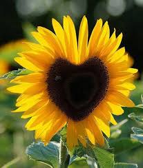 These vibrant beauties come in a rainbow of colors. Pin On Gardening