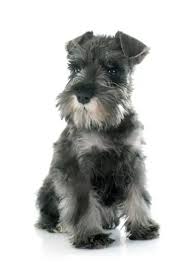 We have 6 ckc registered toy schnauzer puppies for sale. Miniature Schnauzer Puppies Puppies For Sale Singapore